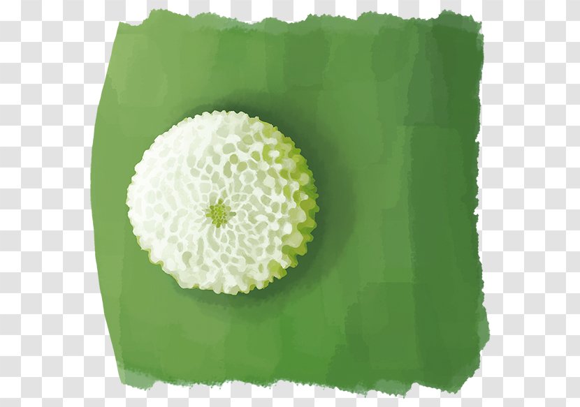 Flower Petal Green - Medicago Transparent PNG