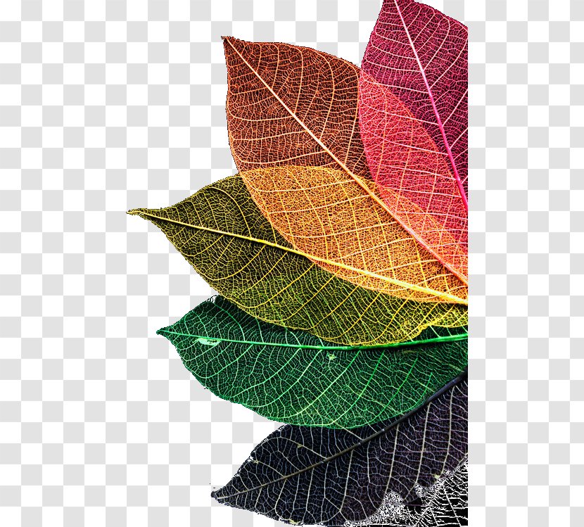 Autumn Leaf Color Rainbow - Red - Texture Transparent PNG