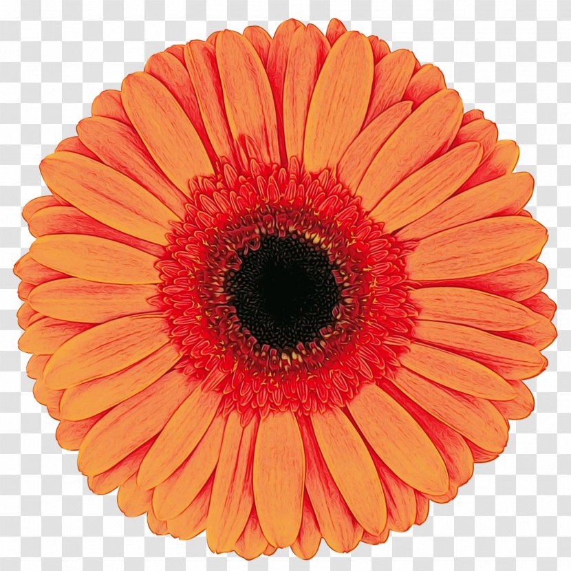 Transvaal Daisy Cut Flowers Vase Life Floristry Orange - Color Transparent PNG