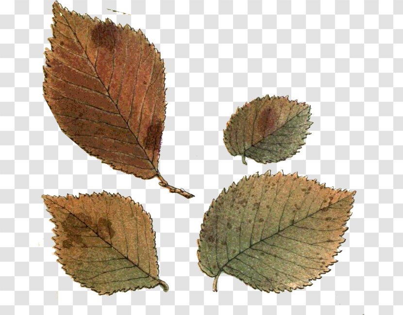 Leaf Northern Hemisphere Southern Autumn - Plant - Vf Transparent PNG