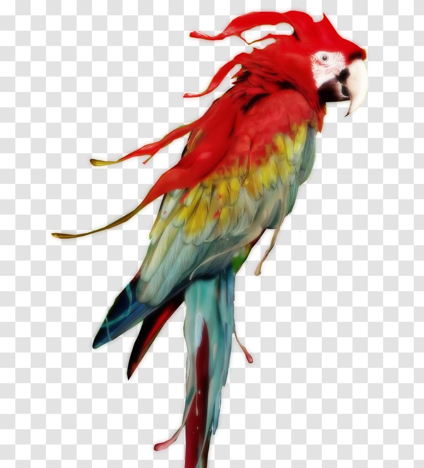 Red-and-green Macaw Parrot Scarlet Great Green - Feather Transparent PNG