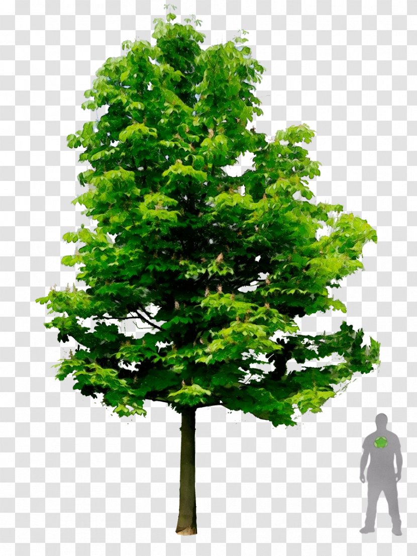Oak Tree Leaf - Horsechestnut Miner - Deciduous Planetree Family Transparent PNG