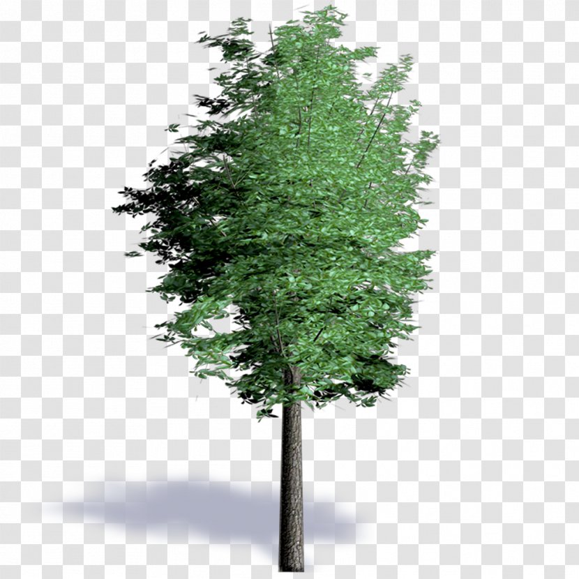 Spruce Larch Evergreen Shrub Leaf - Woody Plant - Pine Transparent PNG