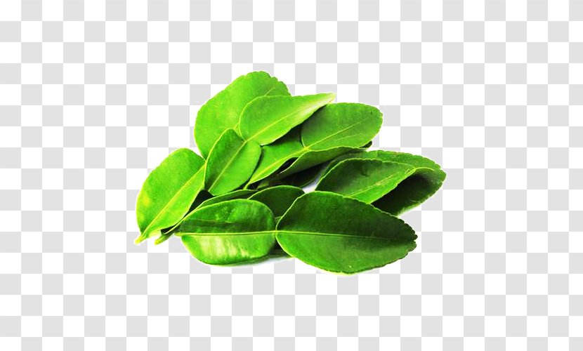 Kaffir Lime Thai Cuisine Lemon Tom Yum Flavor - Plant - Green Leaf Picture Material Transparent PNG