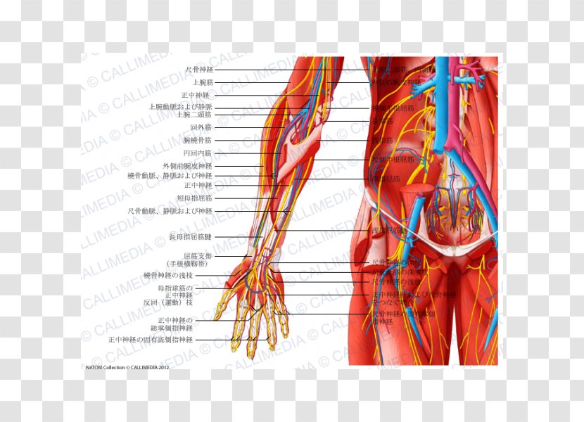 Nerve Muscle Anatomy Pelvis Muscular System - Flower - Heart Transparent PNG
