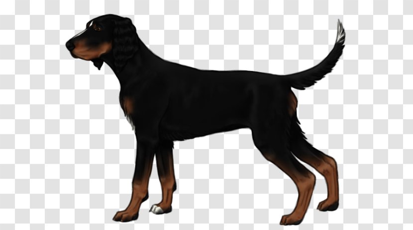 Dobermann Black And Tan Coonhound Greek Harehound Austrian Hound German Pinscher - Smaland - Rare Breed Dog Transparent PNG