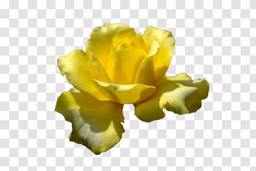 Garden Roses Cut Flowers Petal Desktop Wallpaper - Background Transparent PNG