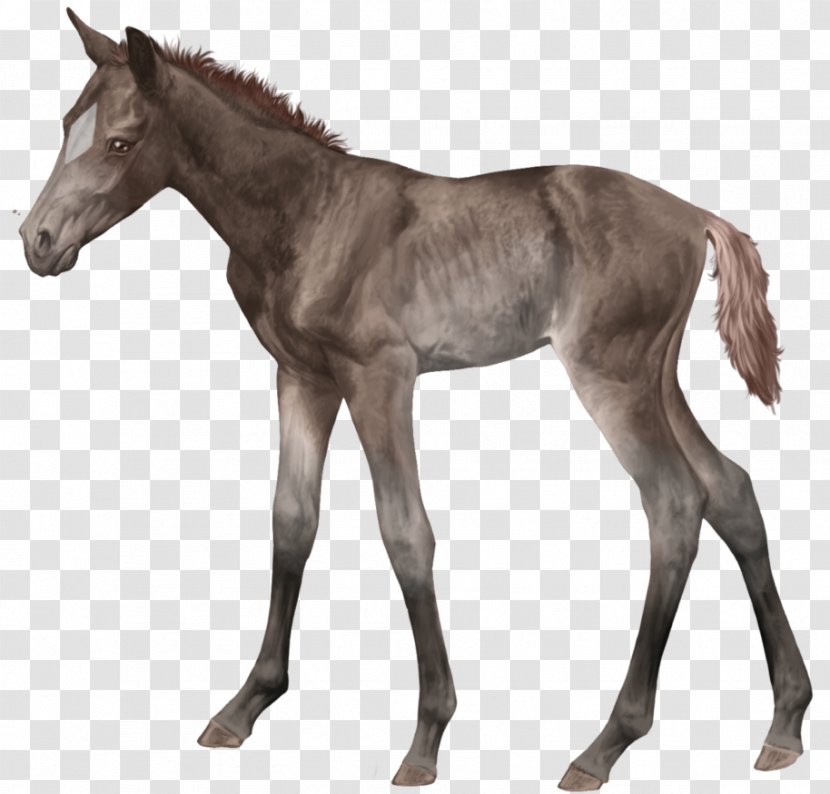 Foal Stallion Thoroughbred Colt Versailles - Mane - Mustang Transparent PNG