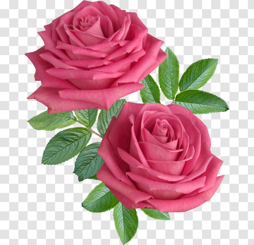 Rose Flower Stock Photography Desktop Wallpaper - Rosa Centifolia Transparent PNG
