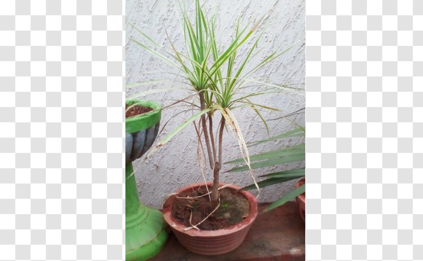 Houseplant Dracaena Fragrans Flowerpot Tree Bonsai - Plants Transparent PNG