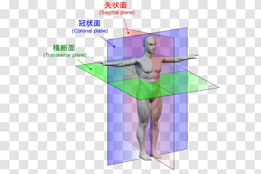 Anatomical Plane Anatomy Transverse Human Body Sagittal Transparent PNG