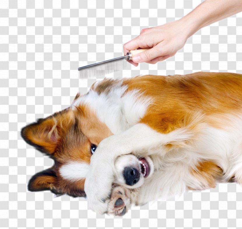 Dog Grooming Pet Veterinarian Stock Photography - Coat Transparent PNG