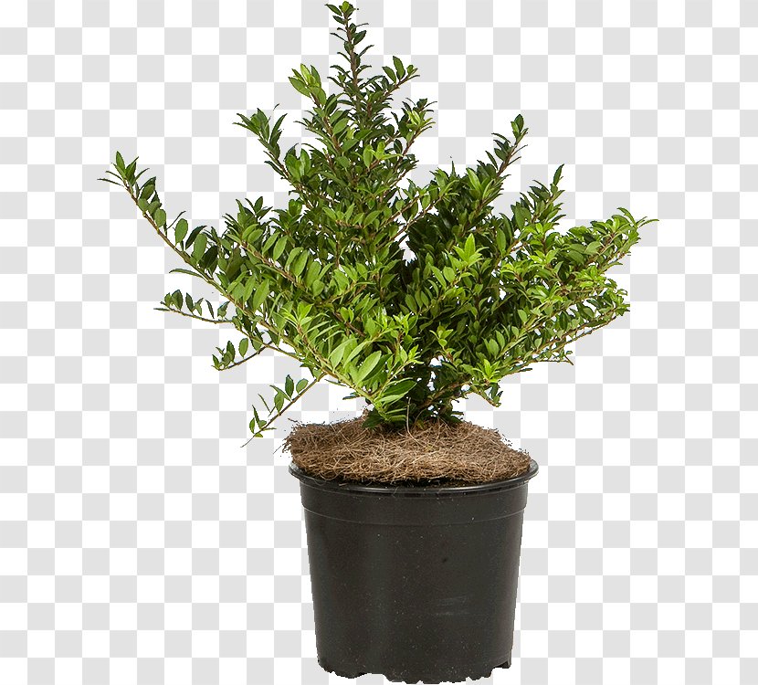 English Yew Japanese Holly Houseplant Evergreen - Herb - Ilex Aquifolium Transparent PNG