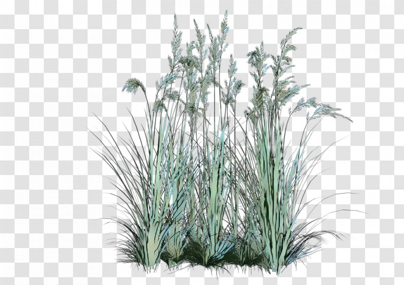 Shrub Image Psd Plants - Yucca - Grass Family Transparent PNG