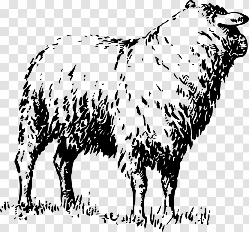 Badger Face Welsh Mountain Sheep Cattle Merino Livestock - Horse Like Mammal Transparent PNG