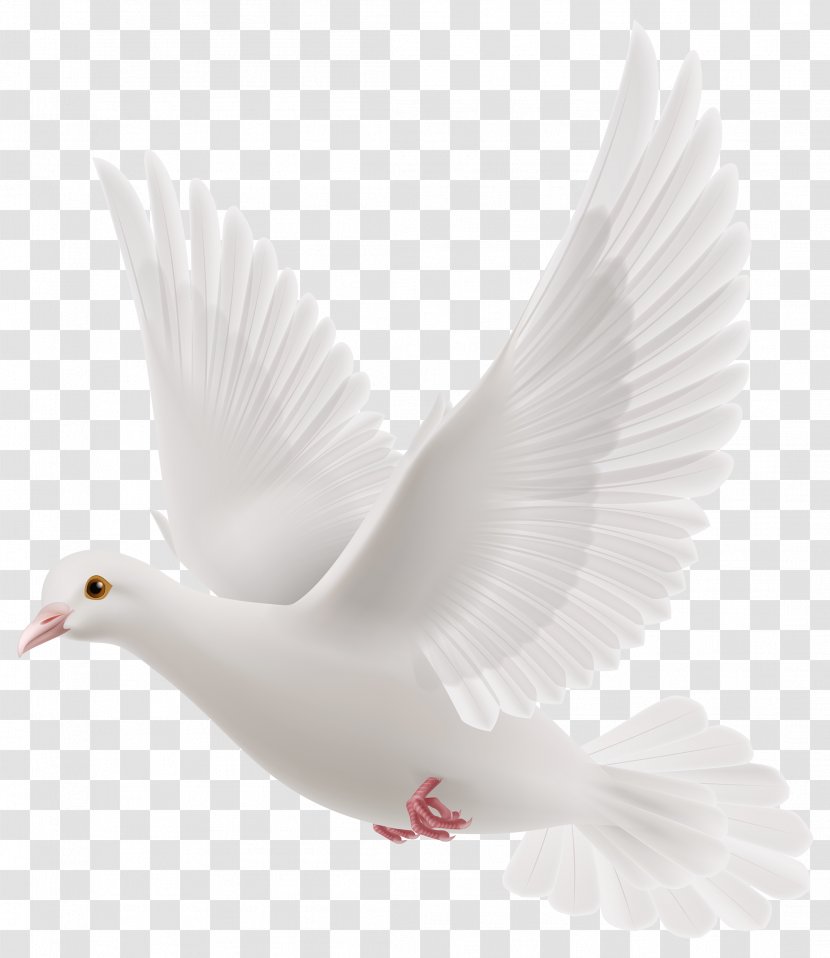 Rock Dove Columbidae Bird - Feather - Snowy Pigeons Transparent PNG