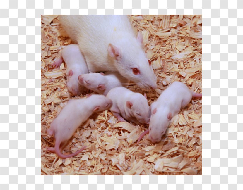 Mouse Rat Gerbil Ferret Muroids - Pest - Pet Transparent PNG