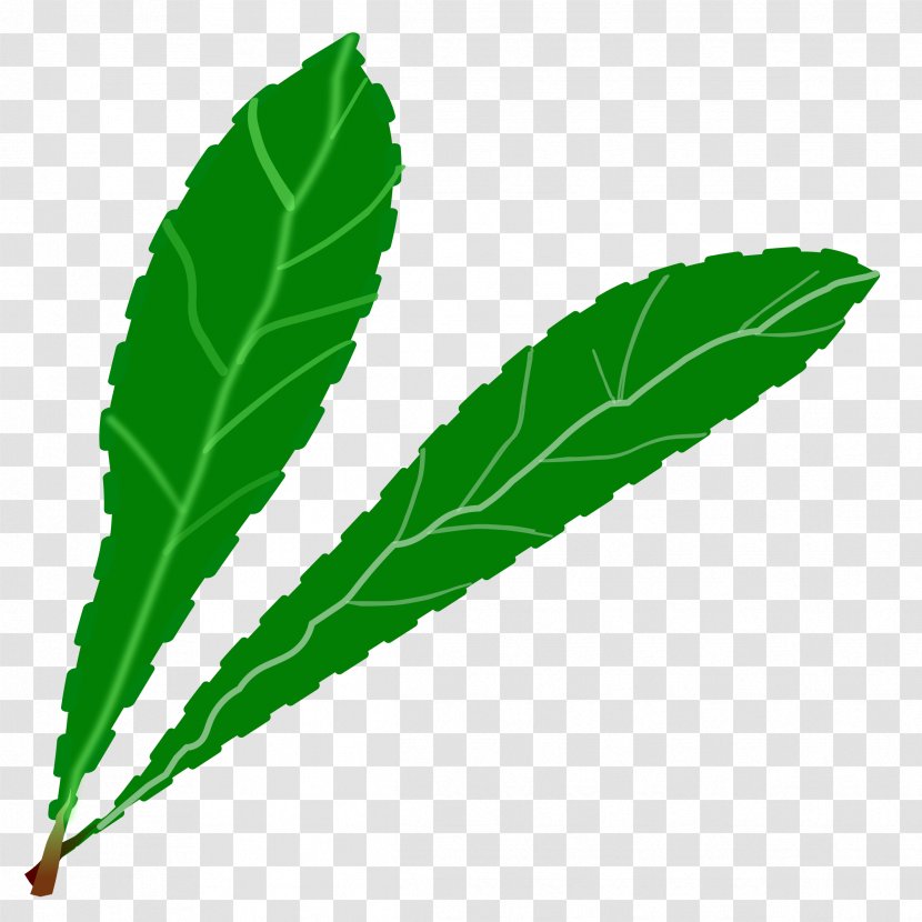 Plant Leaves Leaf Green Clip Art - Petal - Tropical Transparent PNG