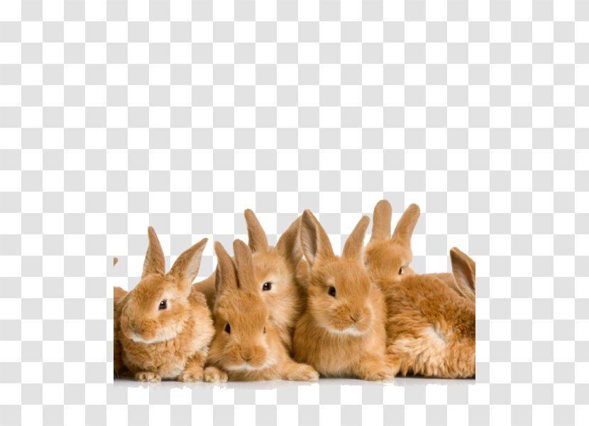 Easter Bunny Holland Lop Domestic Rabbit - Mammal Transparent PNG