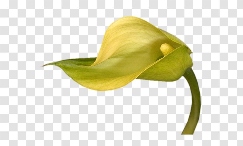 Arum Lilies Flower Yellow Arum-lily - Bog Transparent PNG