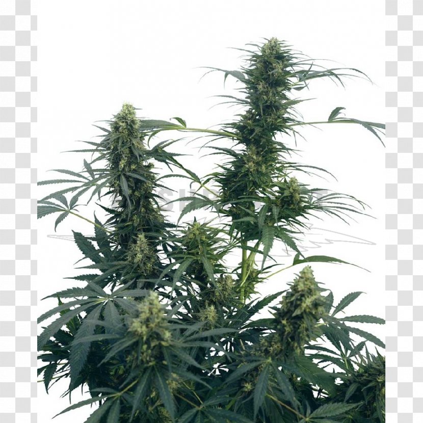 Sensi Seeds Cannabis Cultivation Kush Holland's Hope - Marijuana - Skunk Transparent PNG