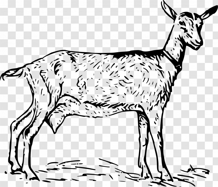 Black Bengal Goat Clip Art - Musk Deer - Clipart Transparent PNG