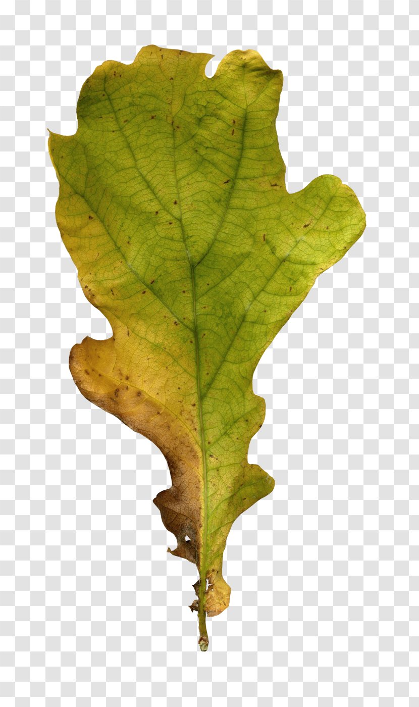 Autumn Leaves Leaf Clip Art - Photography Transparent PNG