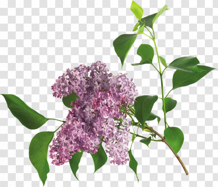 Flower Clip Art - Flowering Plant - Lilac Transparent PNG