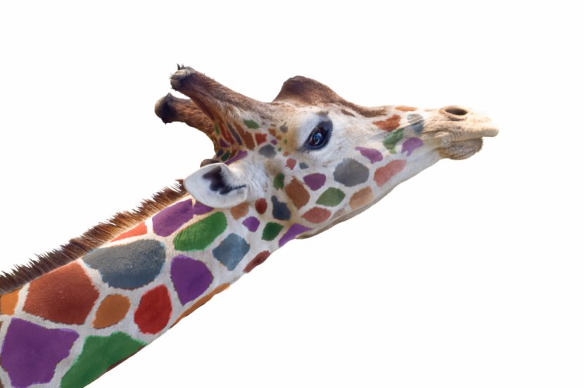 West African Giraffe Elephant Stock Photography Transparent PNG