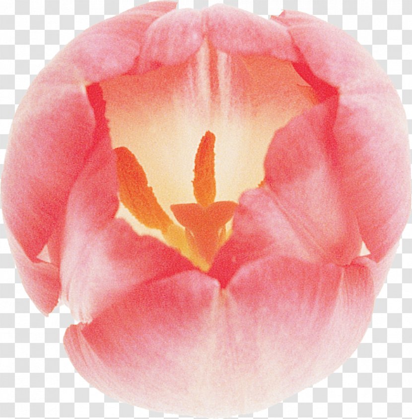 Tulip Flower Lilac Pink Blue - Flowering Plant Transparent PNG