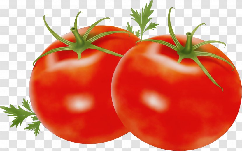 Tomato - Paint - Plum Plant Transparent PNG