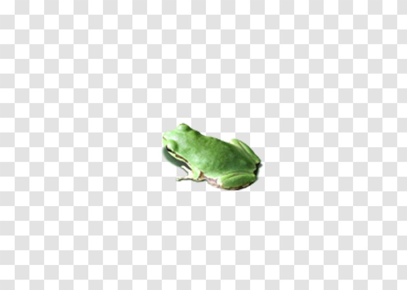 U638cu4e0au7684u5fc3 Leaf - Amphibian - Frog Transparent PNG