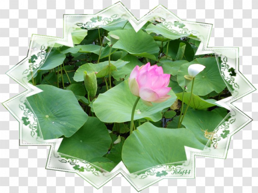 Petal Artificial Flower Leaf Annual Plant Transparent PNG