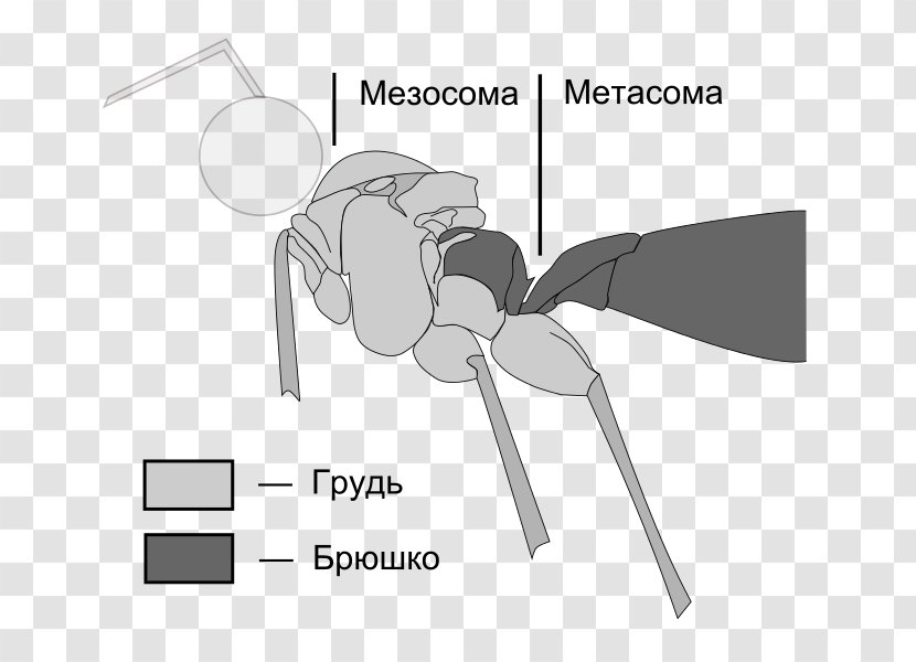 Metasoma Mesosome Mesosoma Apocrita Bee - Frame - Abdomens Transparent PNG