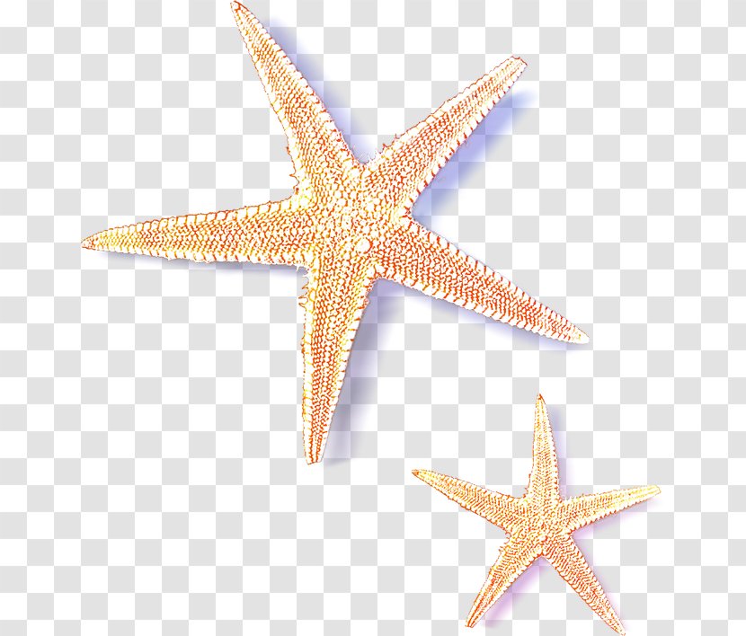 Starfish - Marine Invertebrates - Echinoderm Transparent PNG