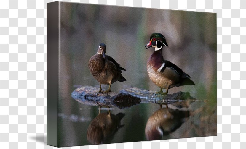 Duck Goose Fauna Feather Beak - Waterfowl - Wood Transparent PNG