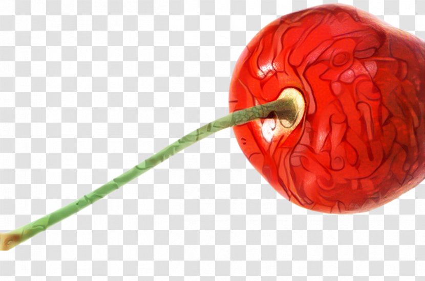 Fruit Cartoon - Anthurium Plant Transparent PNG