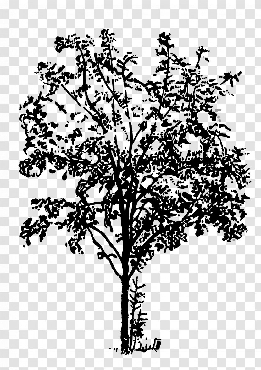 Twig Black And White Clip Art - Flower - Tree Transparent PNG