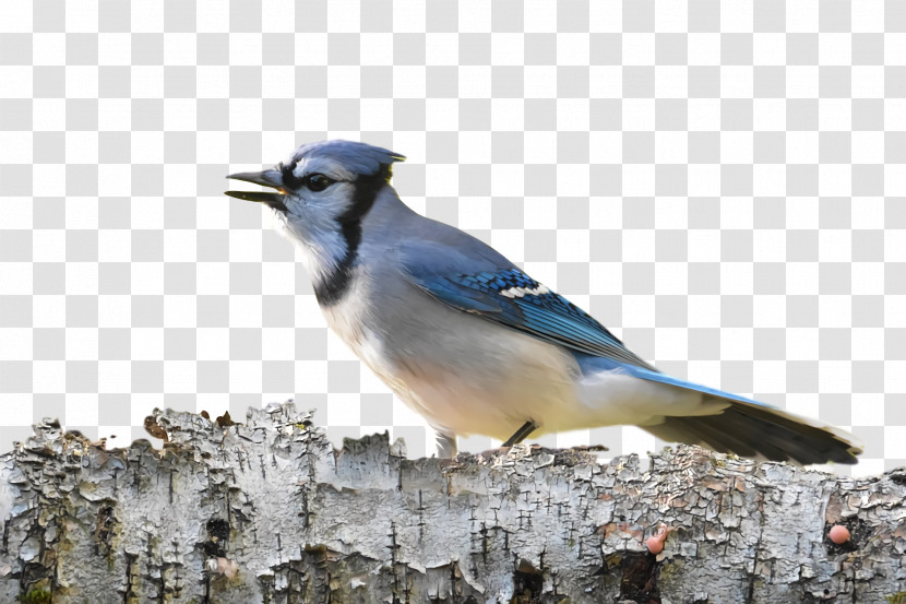 Blue Jay Birds Songbirds Bluebirds Crows Transparent PNG