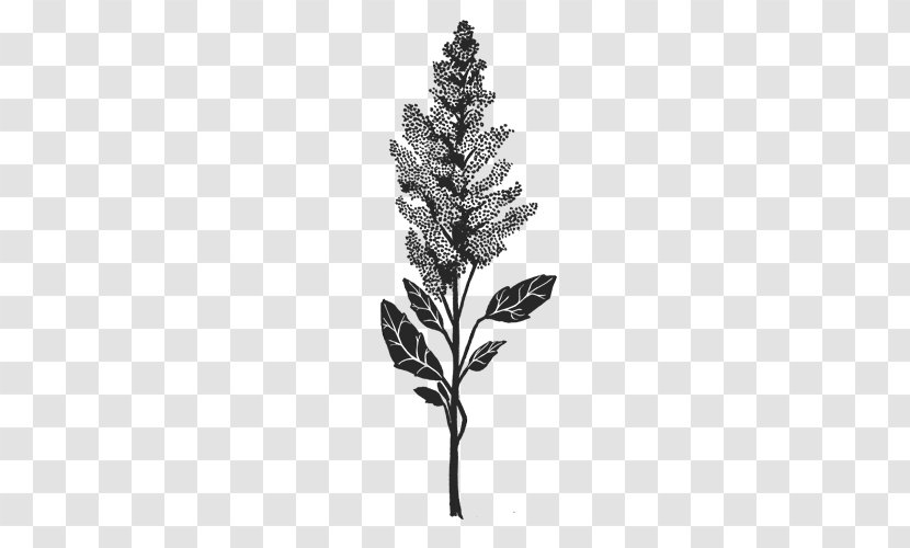 Pine Leaf Mental Disorder Nervous System Plant Stem - Branch - Quinoa Transparent PNG