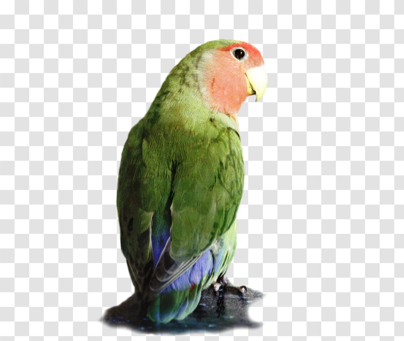 Painting Cartoon - Bird - Wing Perico Transparent PNG