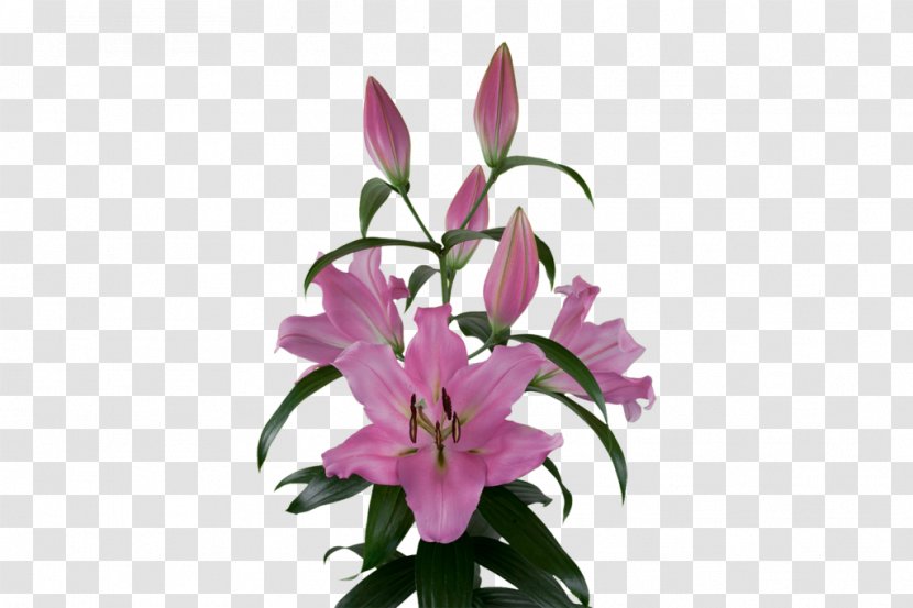 Lily Bulb Cut Flowers Plants Pink - Flower Transparent PNG