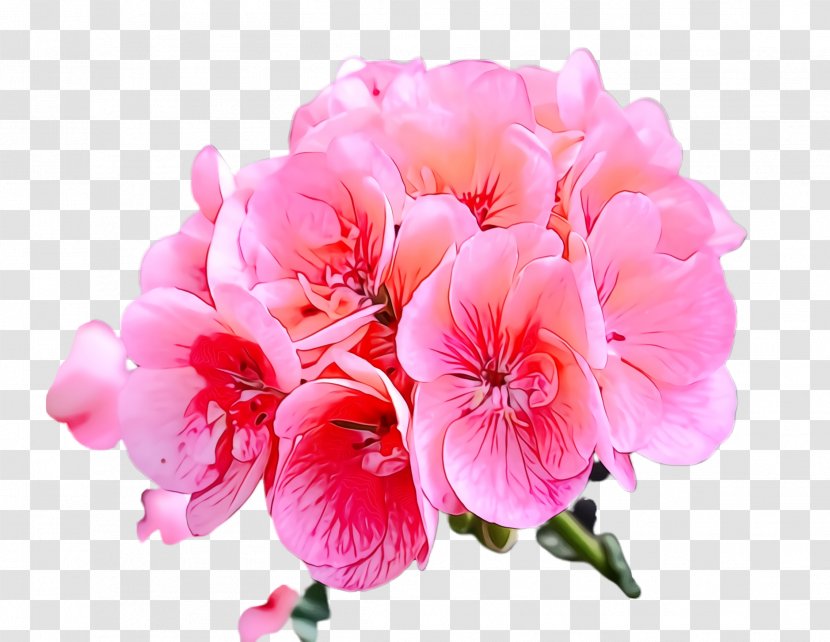 Flower Flowering Plant Petal Pink - Geraniales Geranium Transparent PNG