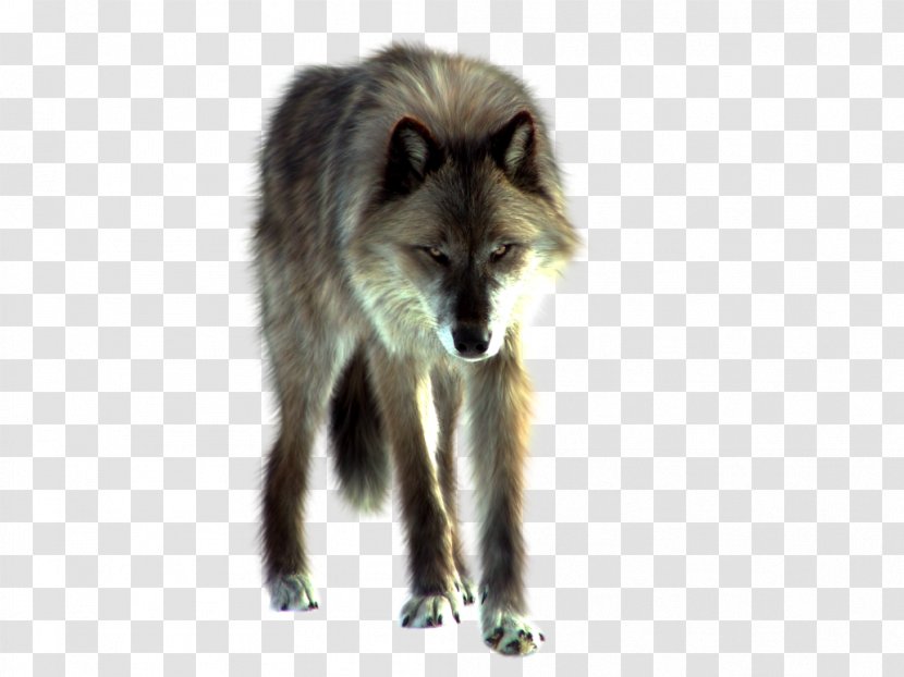 Gray Wolf White Fang Fur Wildlife Paperback - Arctic Transparent PNG