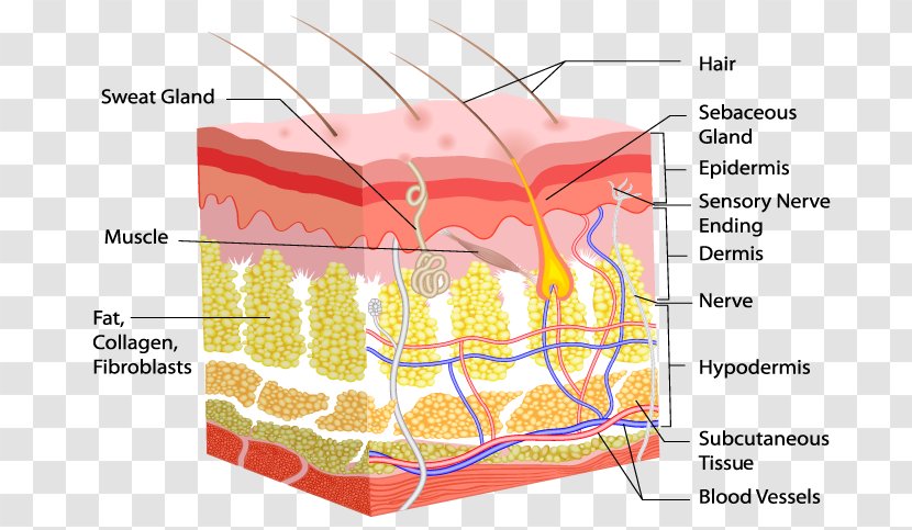 Dermis Human Skin Body Hair Follicle - Cartoon - Problem Transparent PNG