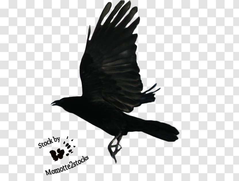 Drawing Clip Art - Common Raven - Flying Transparent Image Transparent PNG