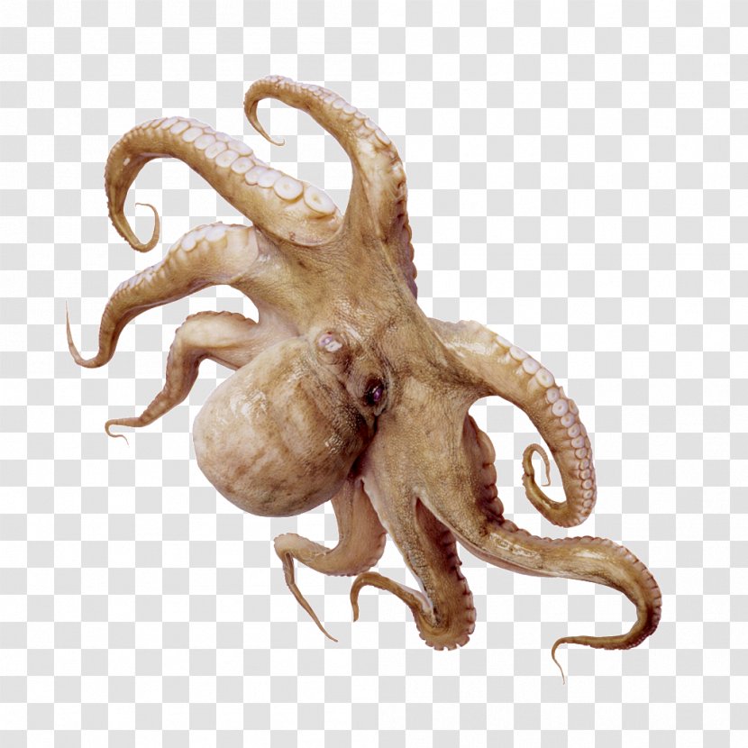 Octopus Squid As Food Dried Shredded Seafood - Giant - Writing Transparent PNG