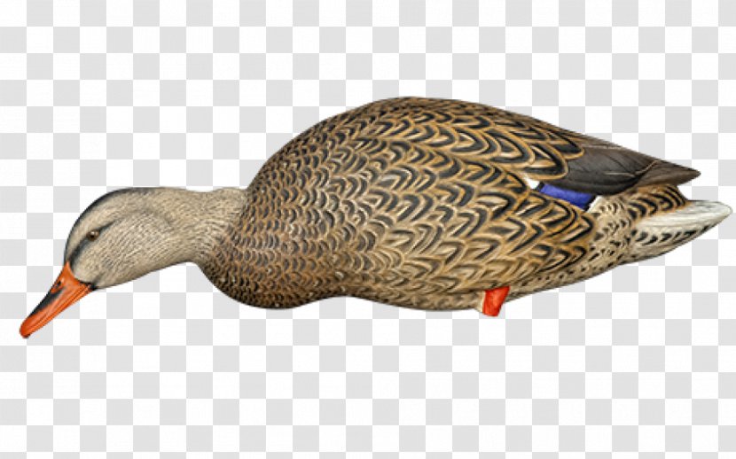 Mallard Duck Decoy Goose - Water Bird Transparent PNG