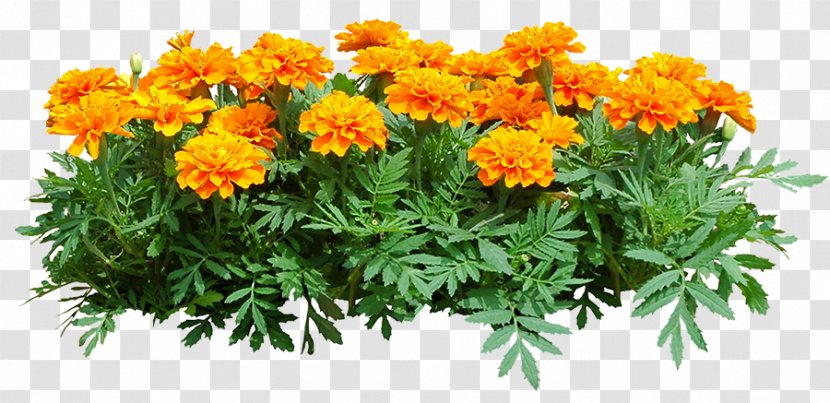 Plant Shrub Chrysanthemum Marigold - Chrysanths Transparent PNG