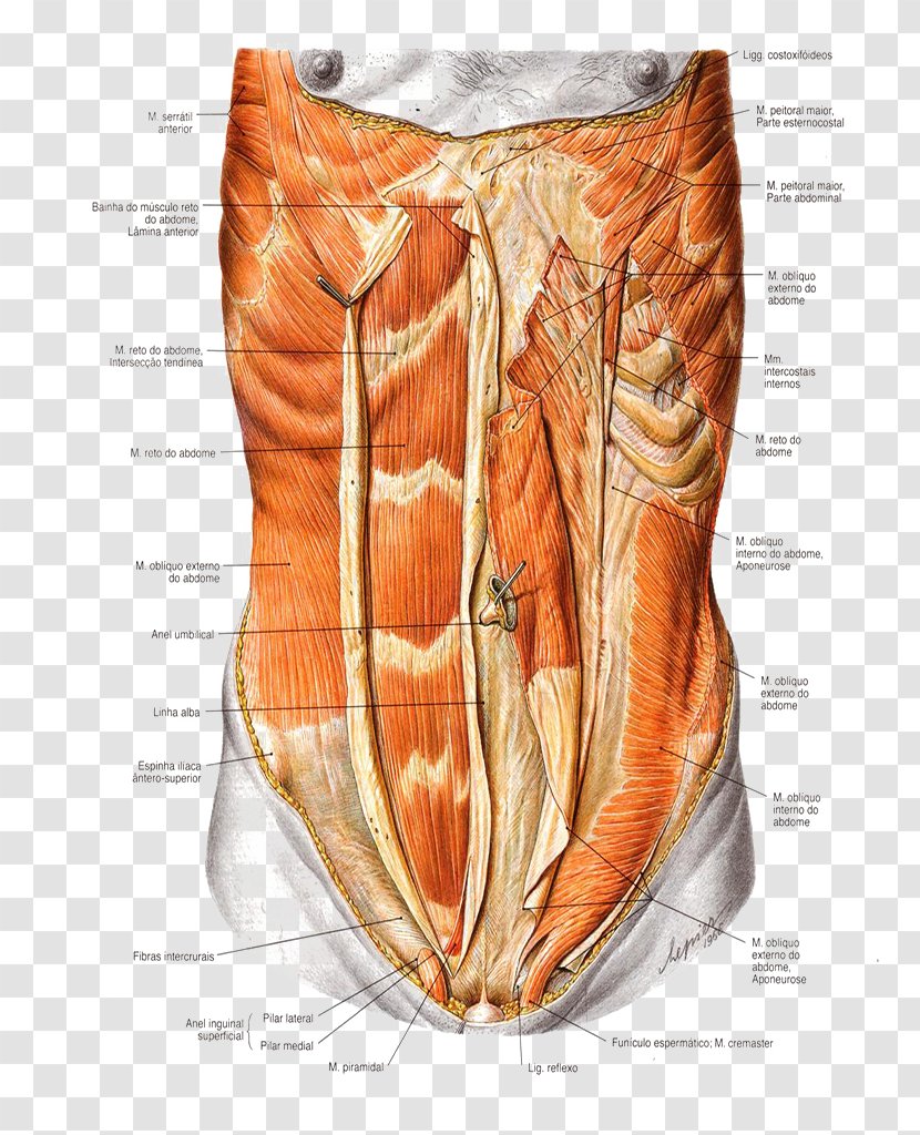 Abdominal External Oblique Muscle Rectus Abdominis Abdomen Internal Wall - Tree - Silhouette Transparent PNG